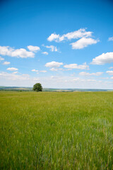 field and blue sky