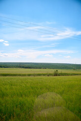 Obraz premium field and blue sky