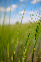 field and blue sky