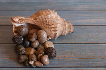 A sea shell surrounded by beach stones