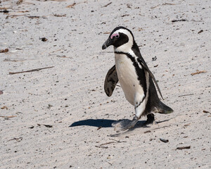Fototapeta premium Marching African Penguin