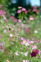 flowers in the garden