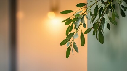 A leafy green plant is shown in a room with a light shining on it