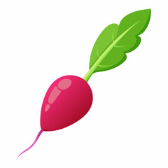 radish isolated on white
