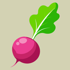 illustration of radish