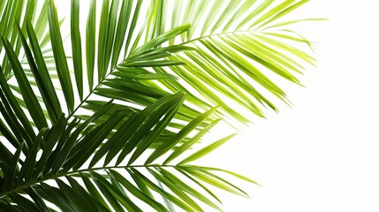 Obraz premium Lush Green Palm Leaves Against a Bright Background