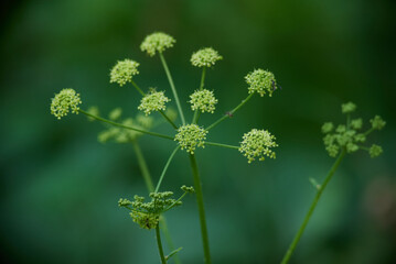 dandelion in the garden