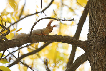 Beautiful cute red squirrel sitting on the tree in autumn park 