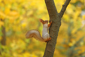 Beautiful cute red squirrel sitting on the tree in autumn park 