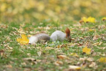 Beautiful cute red squirrel sitting on the grass with yellow leaves in autumn park