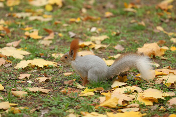Beautiful cute red squirrel sitting on the grass with yellow leaves in autumn park