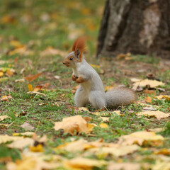 Beautiful cute red squirrel sitting on the grass with yellow leaves in autumn park
