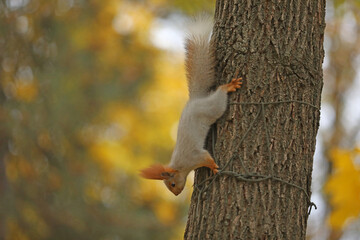 Beautiful cute red squirrel sitting on the tree in autumn park 
