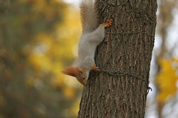 Beautiful cute red squirrel sitting on the tree in autumn park 
