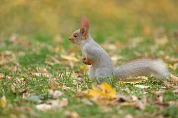 Beautiful cute red squirrel sitting on the grass with yellow leaves in autumn park