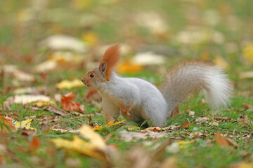 Beautiful cute red squirrel sitting on the grass with yellow leaves in autumn park