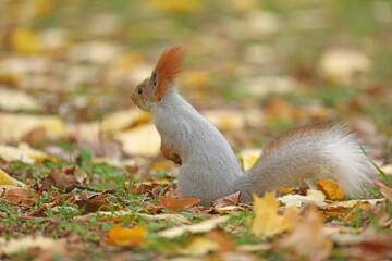 Beautiful cute red squirrel sitting on the grass with yellow leaves in autumn park