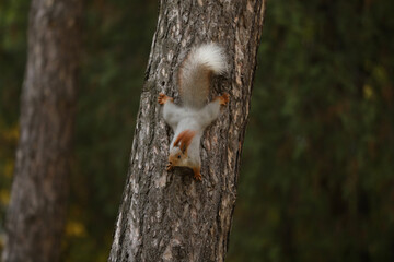 Beautiful cute red squirrel sitting on the tree in autumn park 
