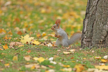 Beautiful cute red squirrel sitting on the grass with yellow leaves in autumn park