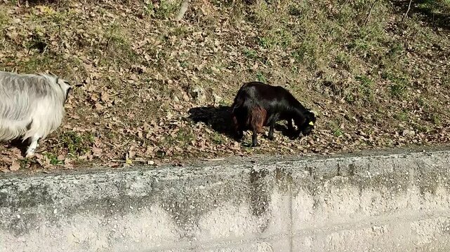 Carpinone - Caprette allo stato brado presso il Parco delle Cascate