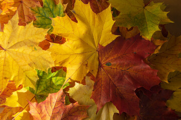 Acer platanoides bright autumn colorful leaves background, autumnal bright yellow orange red colors