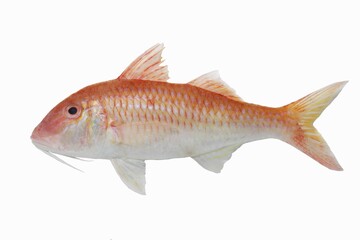 Cinnabar Goatfish (Parupeneus heptacanthus) in white background