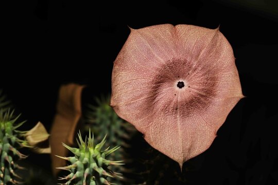 Bushman's hat (Hoodia gordonii) with flower