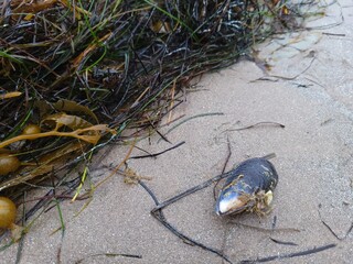 California mussel on wet sand with fresh washed out sea weeds after tide receded