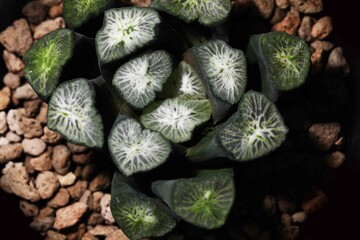 Beautiful succulent plant Haworthia maughanii from South Africa