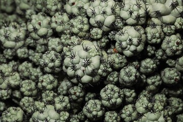 Close up of cactus plant Ortegocactus macdougallii