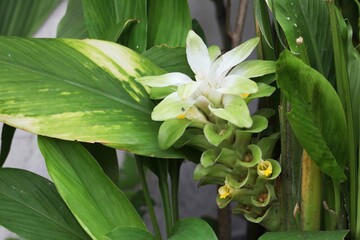 Obraz premium White and green flower of Turmeric plant (Curcuma longa)