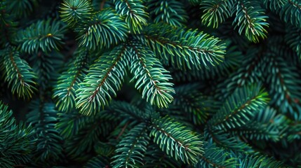 A detailed view of a pine tree's foliage, featuring bright green needles