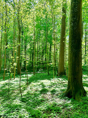 Obraz premium Forest 