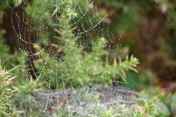Spider web with dew drops, Brandon Bill, Co. Kilkenny, Ireland