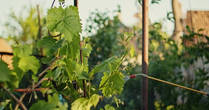 Close-up of water spraying onto grapevine leaves using a garden sprayer. Plant care, irrigation, and gardening concept. Design for educational content, poster, and banner.