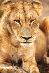 Lioness, face or wild cat in safari, park and nature by grass for camouflage in South Africa. Serengeti, travel or female predator in savanna terrain for outdoor environment or natural animal habitat