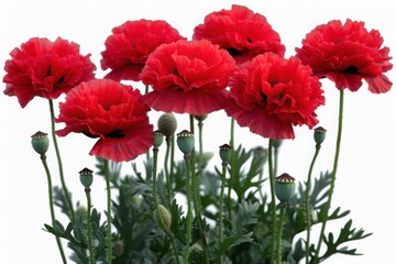 Obraz premium A lush arrangement of ruffled red poppy flowers in bloom with green buds and leaves, creating a rich and vibrant display against a white background.