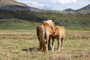 little pony feeding in the field in the north of Spain.