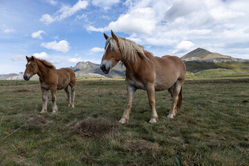 little pony feeding in the field in the north of Spain.