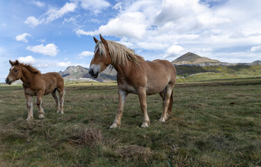 little pony feeding in the field in the north of Spain.