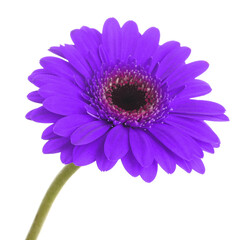 Beautiful dark violet gerbera flower on white background