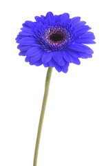 Fototapeta premium Beautiful blue gerbera flower on white background