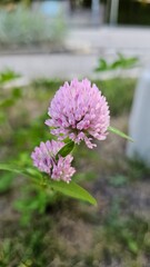 Pink clover flower close up