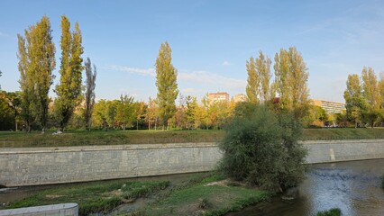 Fototapeta premium Tranquil Riverside Scenery with Tall Poplar Trees