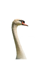 Schwan