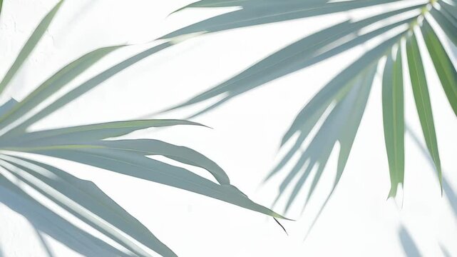 Soft shadows of tropical leaves against a light background, calm and minimalist