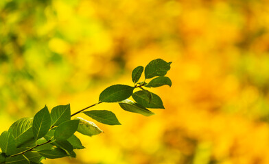 A close-up of a green branch on an autumn yellow-orange background with a side illuminated by sunlight demonstrates the beauty of the autumn season.