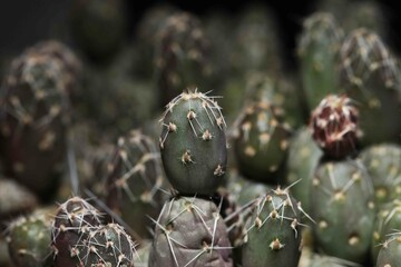 Exotic cactus plant Maihueniopsis conoidea from Andean desert