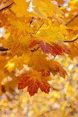 autumn maple leaves