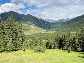 landscape in the summer